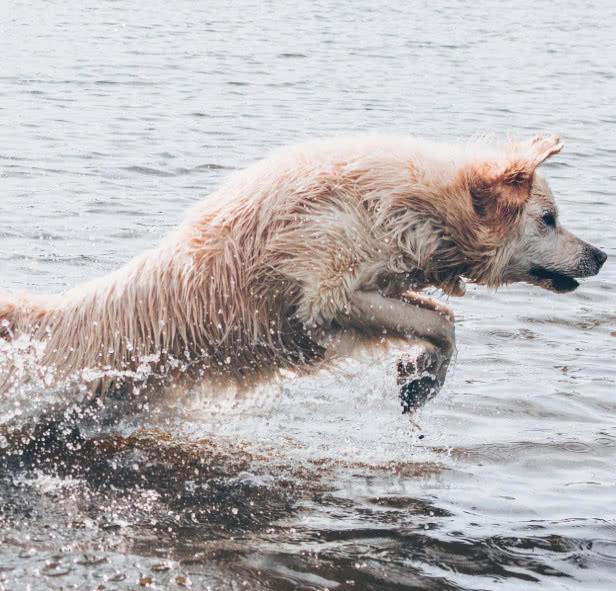 泊君到底是什么？新手如何快速上手？