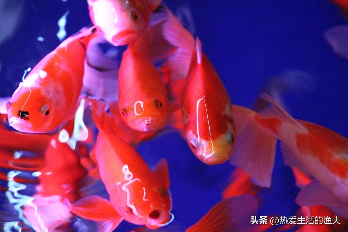 锦鲤鱼养几条好？根据鱼缸大小与实际情况来科学判断