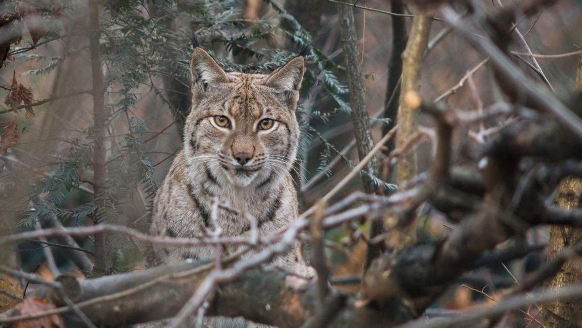 爱拍大山猫为何能成为如此令人着迷的摄影主题？