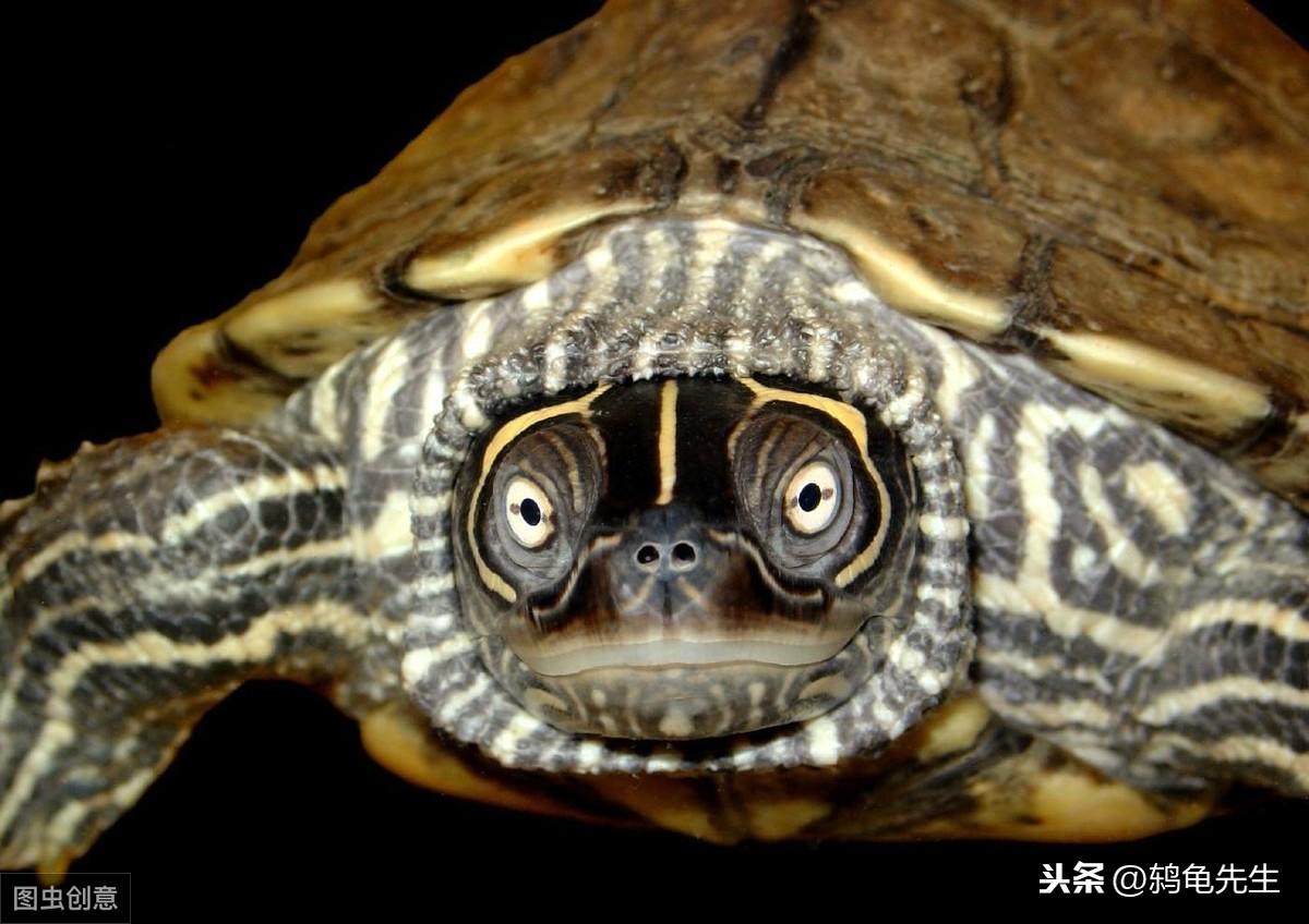 巴西龟壳发臭真的是腐甲病吗？