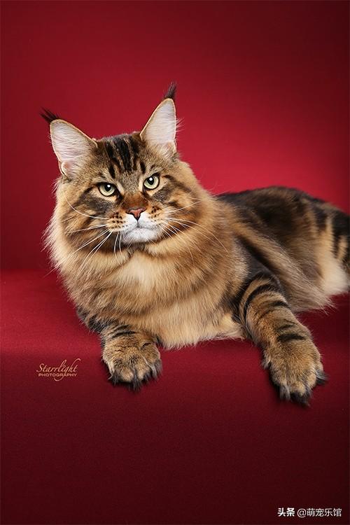 西伯利亚森林猫真的适合新手养吗？