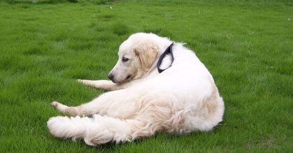 为什么人们喜爱金毛犬？全面细数金毛犬的众多优点