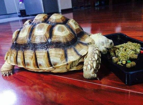 靴脚陆龟真的适合新手养吗？