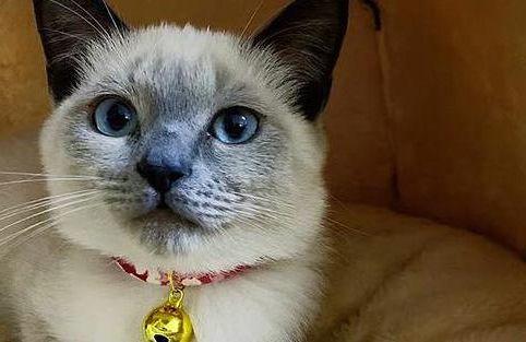 蜜淘C轮融资失败，创业公司倒闭案例再次引发行业关注