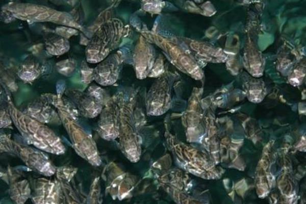 观赏鱼养护必知：忽视水温可能导致鱼儿快速死亡