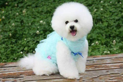 这坨行走的棉花糖到底是什么狗？