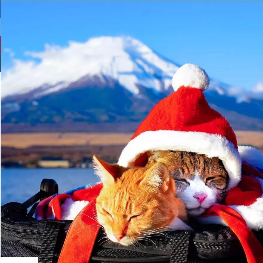 一阳指装修手机店铺教程详解：打造专业手机店的完整指南