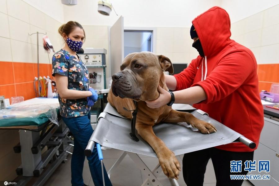 养波兰兔真的比养猫狗省心吗？