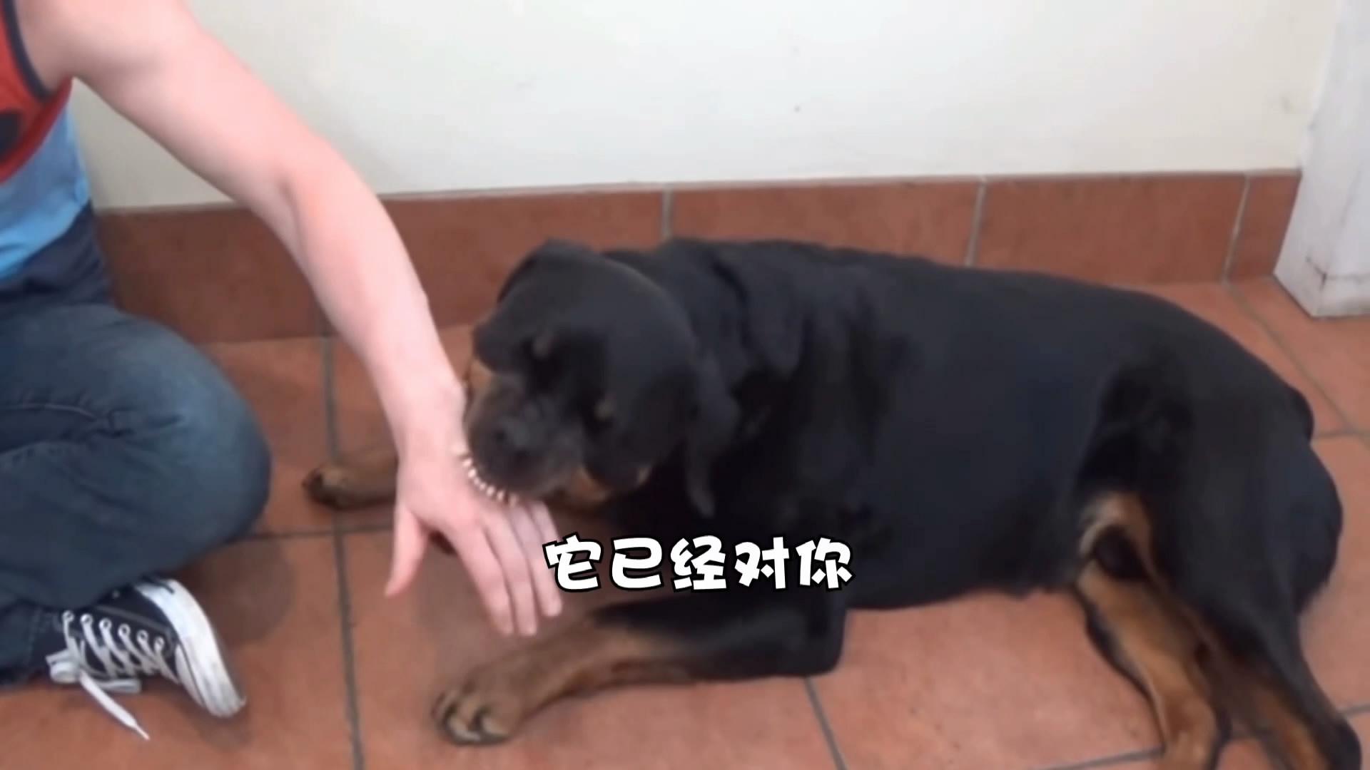 小发现：防止狗狗外出时对其他狗凶的方法