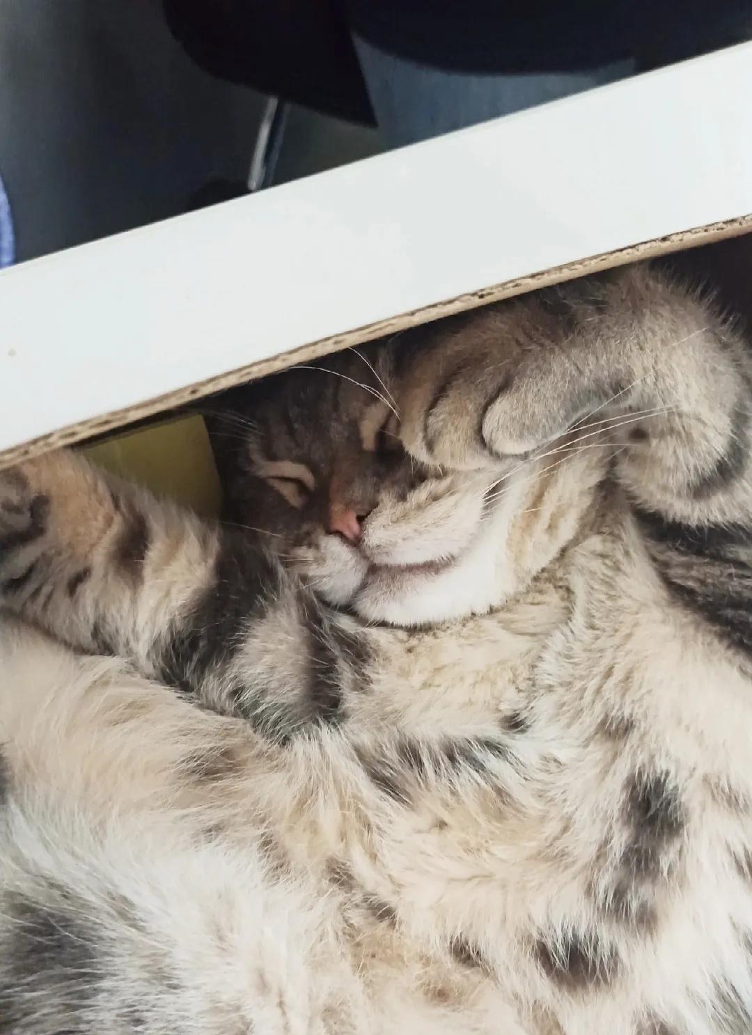 天猫双12与双11的区别及购物选择指南，助你轻松省更多