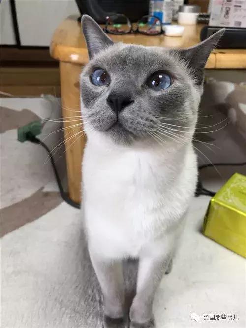 宠物貂好不好？其毛色眼色竟能决定悬殊身价