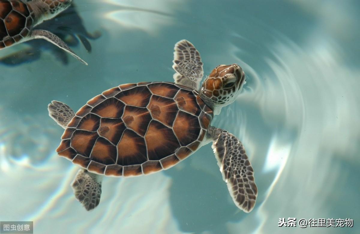 养鳄鱼当宠物真的靠谱吗？