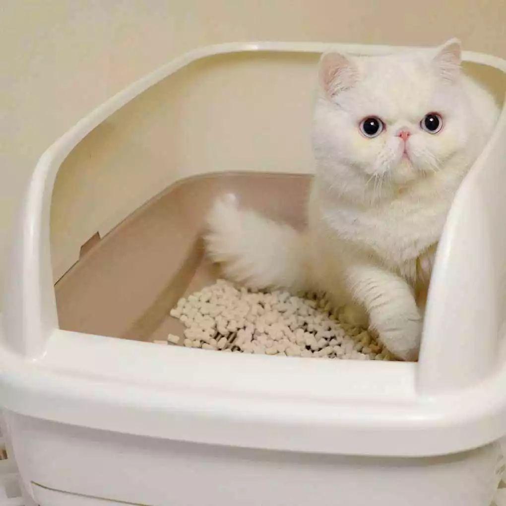 2016年1月31日出生的人命运解析：是什么命？命好吗？