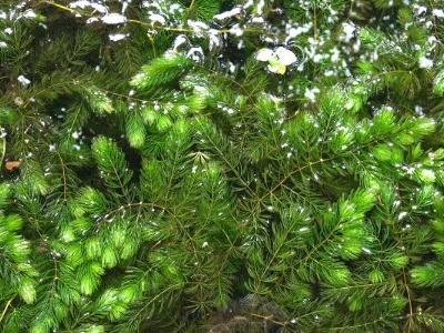 金鱼藻真的是草本植物吗？