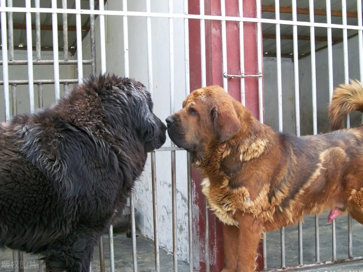 藏獒真的能卖到上千万吗？