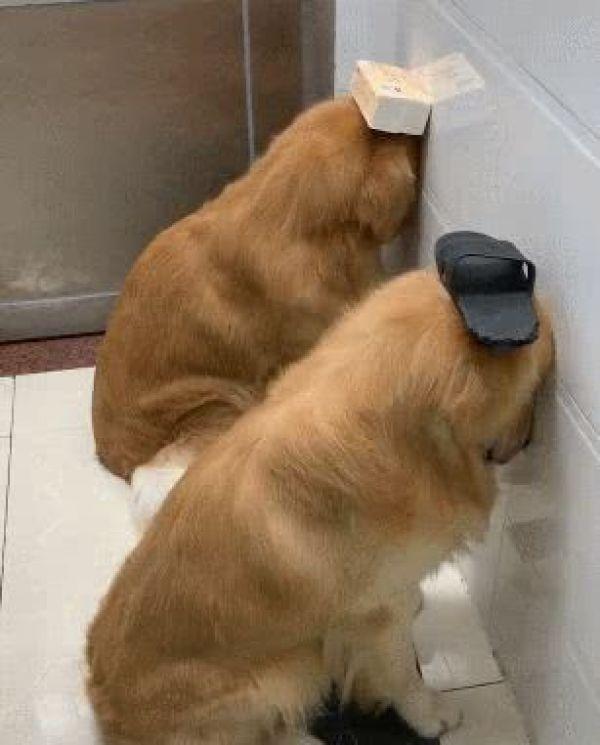 金毛狗怎么训练才能不拆家？