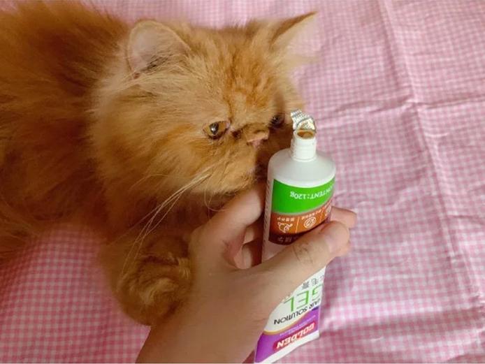 为什么你的宠物蛇妖总盯着你的棒棒糖？