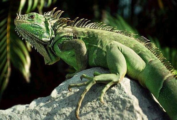 绿鬣蜥真的适合新手养吗？