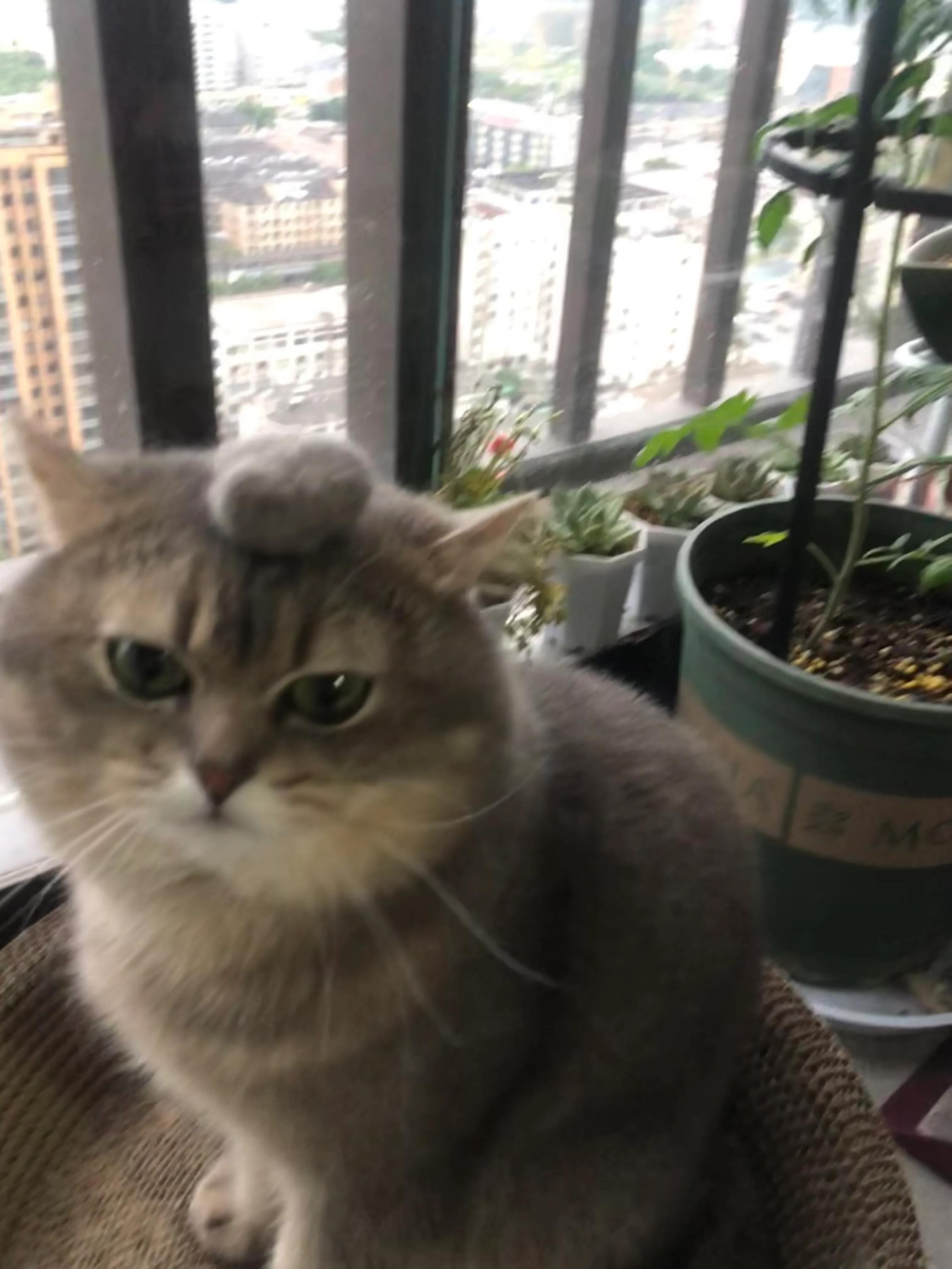 日历查询：农历日历表及相关日历资料全掌握