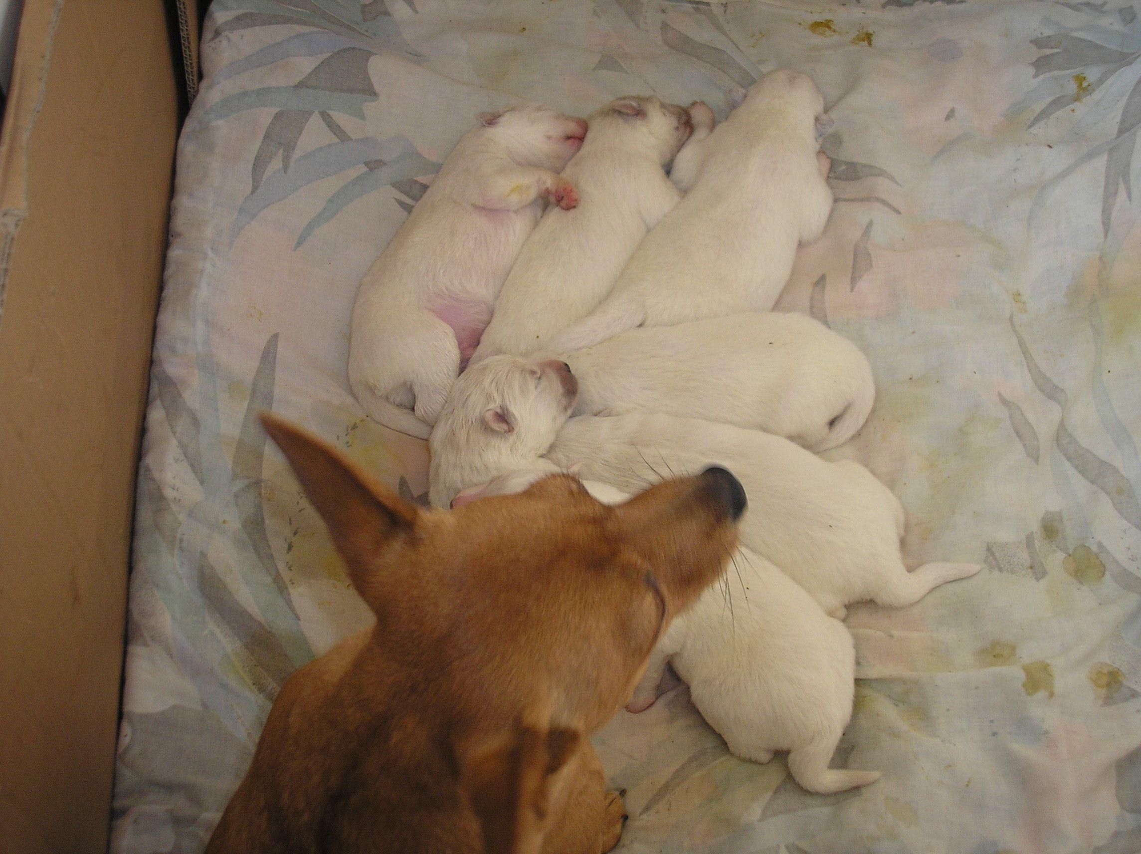 淘宝旺旺手机版到底怎么用？新手必看保姆级教程