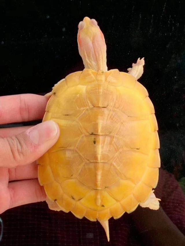 巴西龟眼睛睁不开？可能摊上大事了！