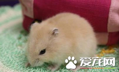 梦见游泳池预示你要走桃花运了吗？