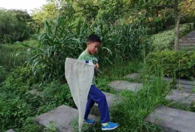 家里突然出现千足虫怎么办？