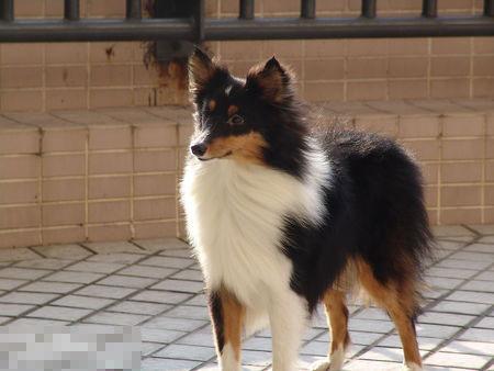 小喜是什么狗？原来小喜就是喜乐蒂牧羊犬