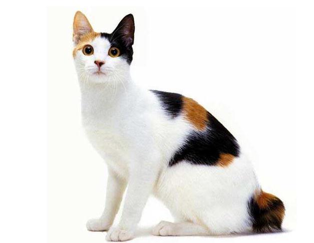 日本截尾猫真的像传说中那么神秘吗？