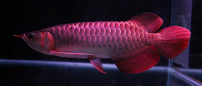 龙鱼沉头怎么办？提供优良生存环境是关键的治疗方法