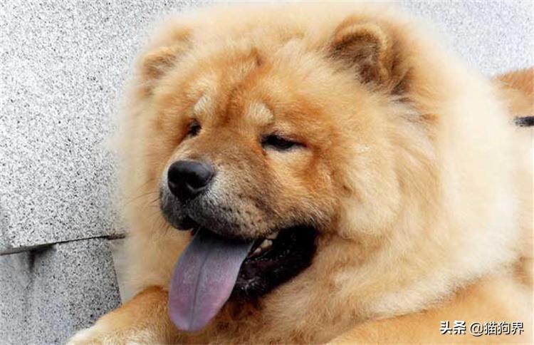 松狮犬真的适合新手饲养吗？