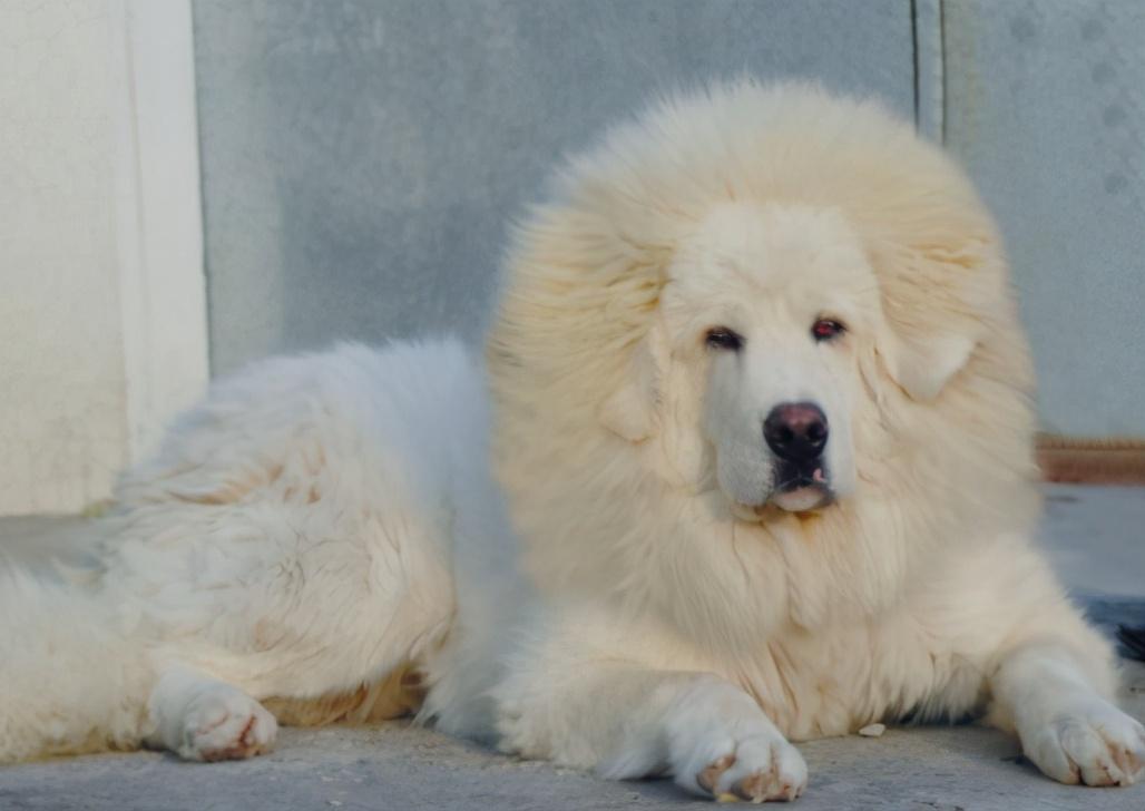 藏獒真的适合新手养吗？