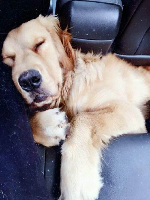 金毛犬训练真的需要每天花3小时吗? 金毛犬训练真的需要每天花3小时吗?