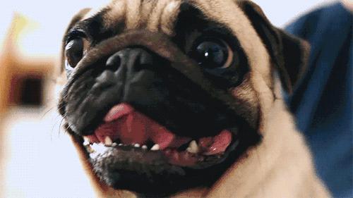 狗狗总蹭屁股是得了绦虫病吗？