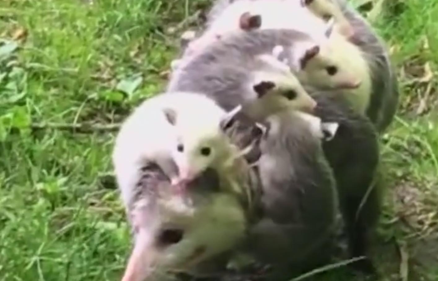 数码宝贝新手连负鼠兽都打不过？