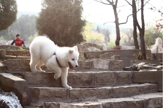 萨摩耶犬的喂养知识:全面指南与实用技巧 萨摩耶犬的喂养知识:全面指南与实用技巧