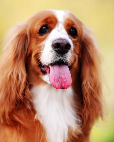 可卡犬颜色竟然能影响性格?选错颜色会吃大亏? 可卡犬颜色竟然能影响性格?选错颜色会吃大亏?