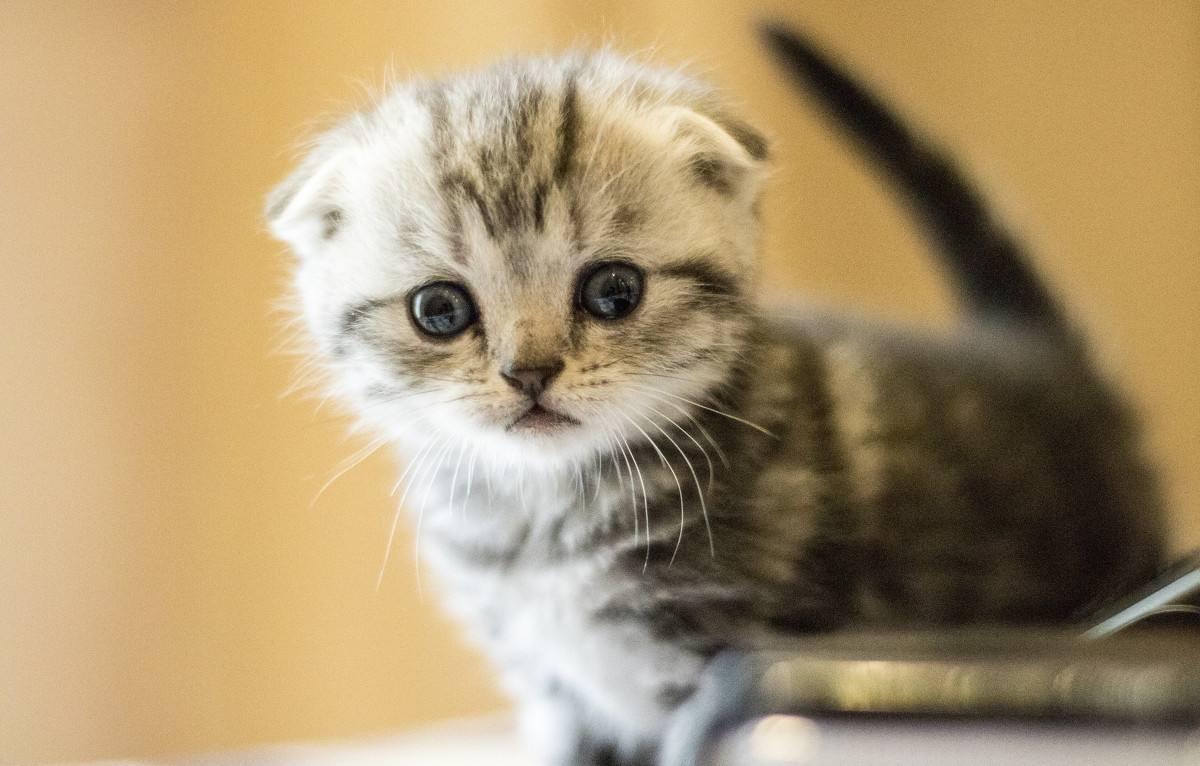 11月14日出生者必看：星座生日运程书详细解读