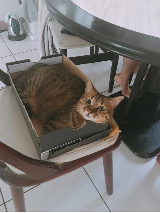 梦见猫到底是好兆头还是坏兆头？