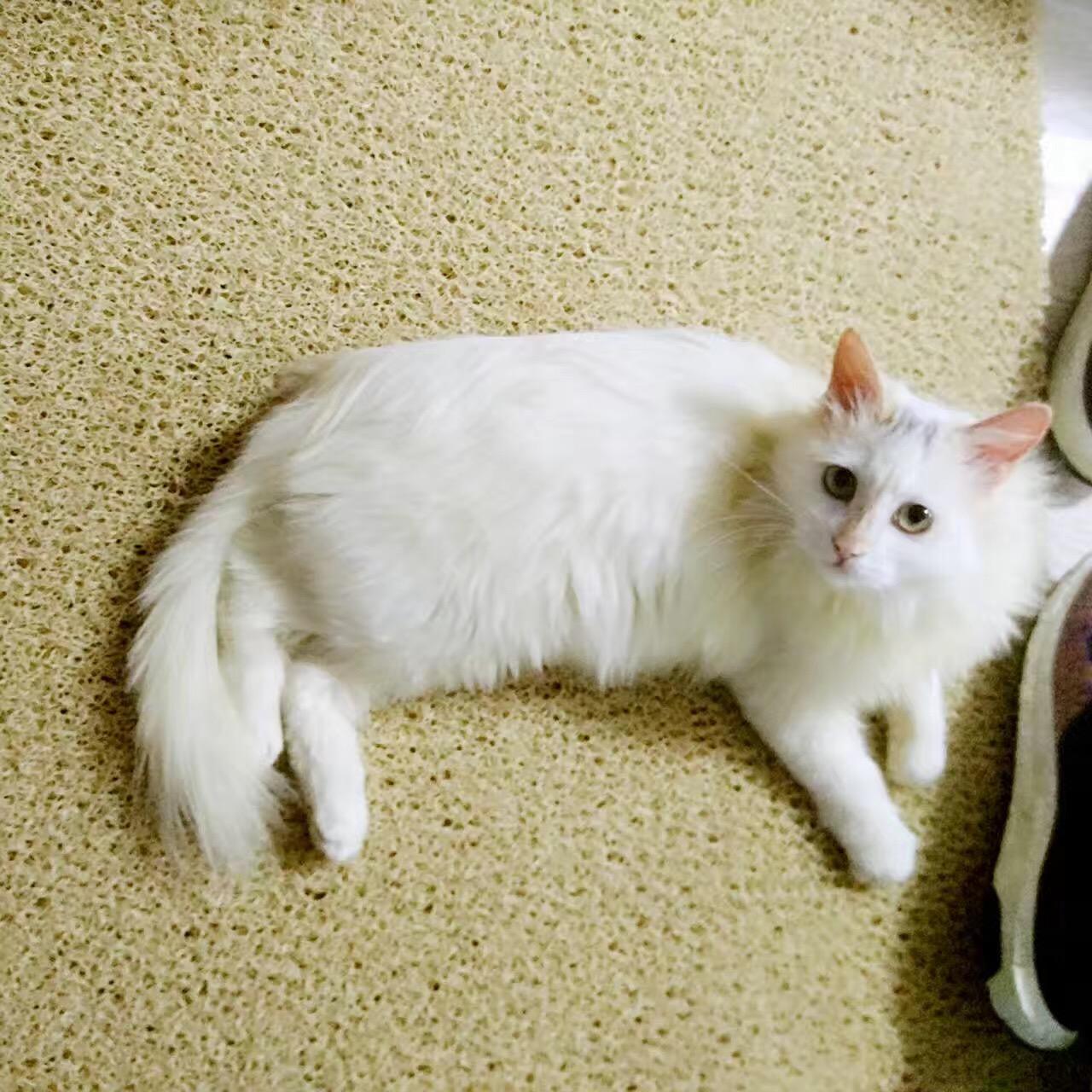 荷兰猪怎么分公母？这五个特征让你秒变鉴定专家！