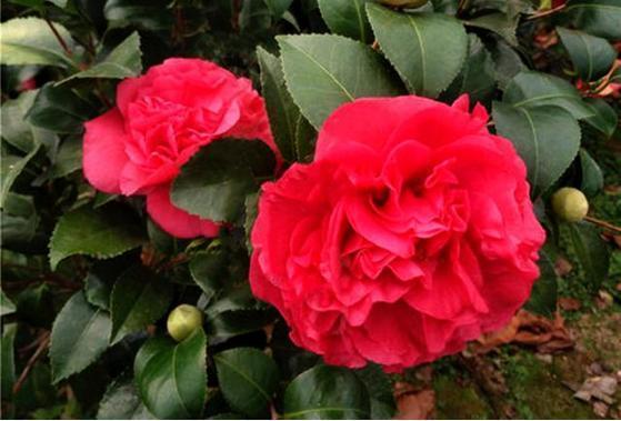 淘宝团购设置指南：如何轻松加入并参与团购活动