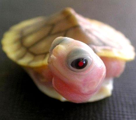 巴西龟冬天突然不吃不喝？是不是快挂了？