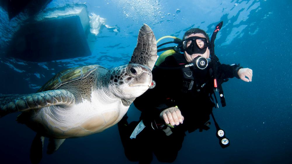 探索小丑鱼世界：常见小丑鱼种类全介绍与饲养指南