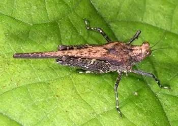 养螽斯真的比养蛐蛐更酷吗？