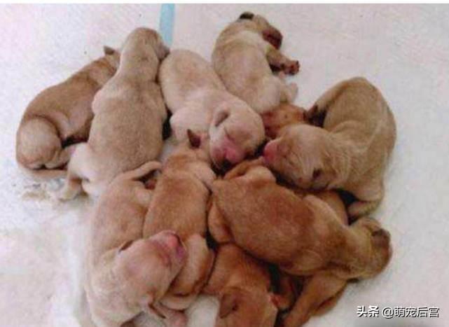 狗狗难产真的会要命吗？