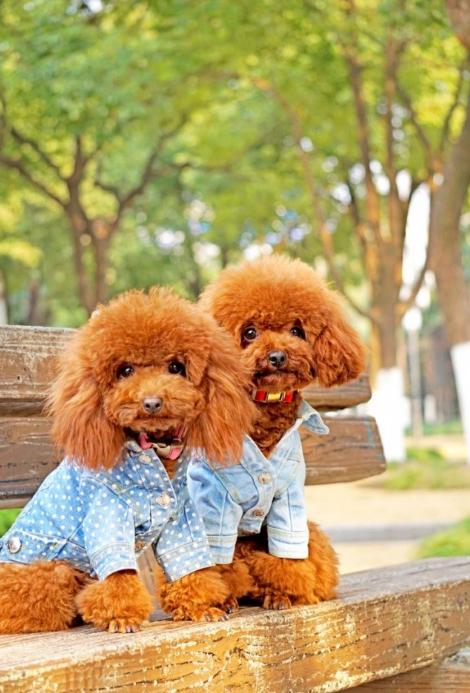 贵妇狗真的像传说中那么难养吗？