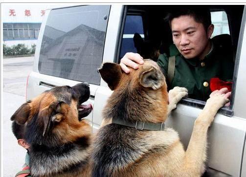 搜救犬比赛怎么让普通狗子变超级英雄？