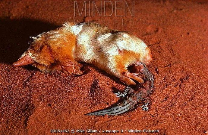 蜥蜴习性简析：全面了解蜥蜴生活习性的指南