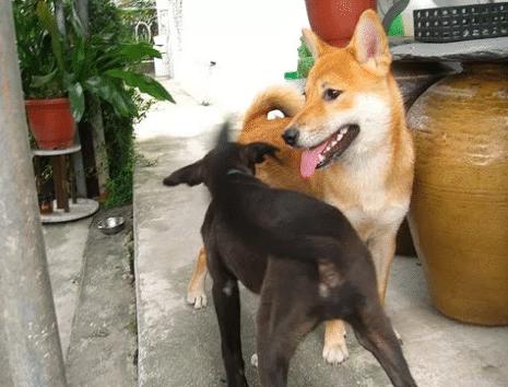 揭秘警犬选拔标准：什么犬种最适合成为警犬？