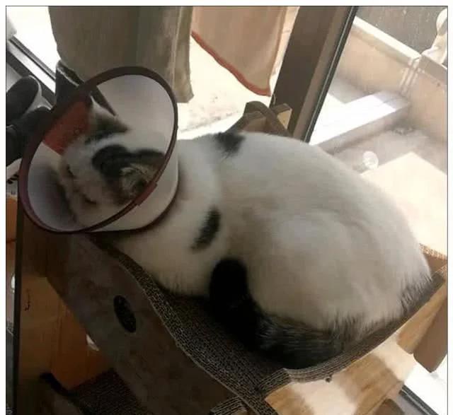 淘宝企业店铺标志消失原因解析及企业店铺运营策略